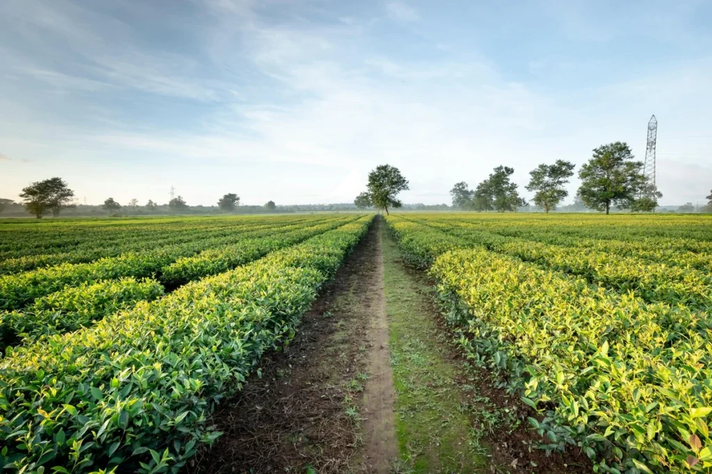 Descubrimos cuáles fueron las primeras rutas del té.